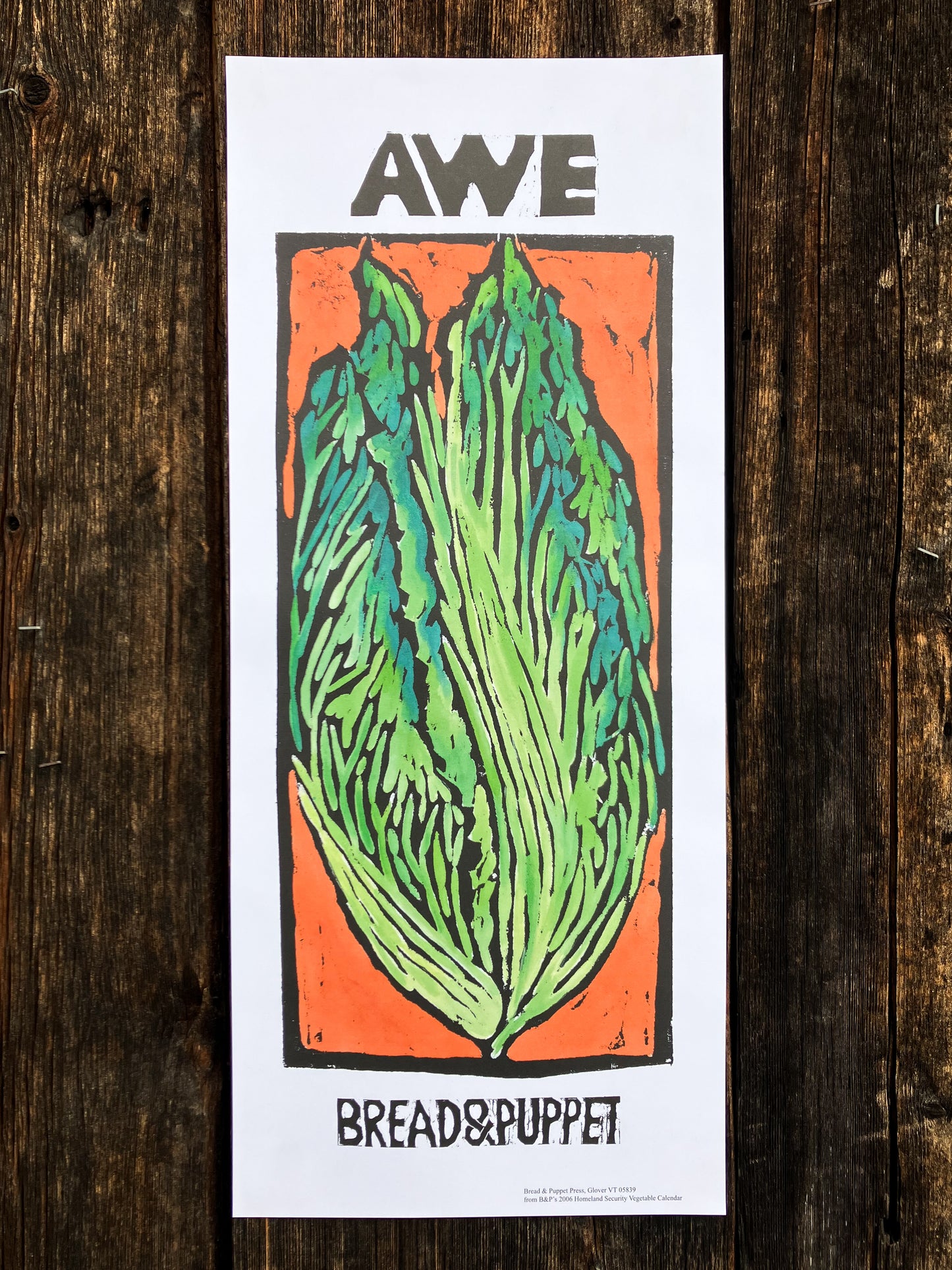 Vegetable Series: Awe Napa Cabbage Poster