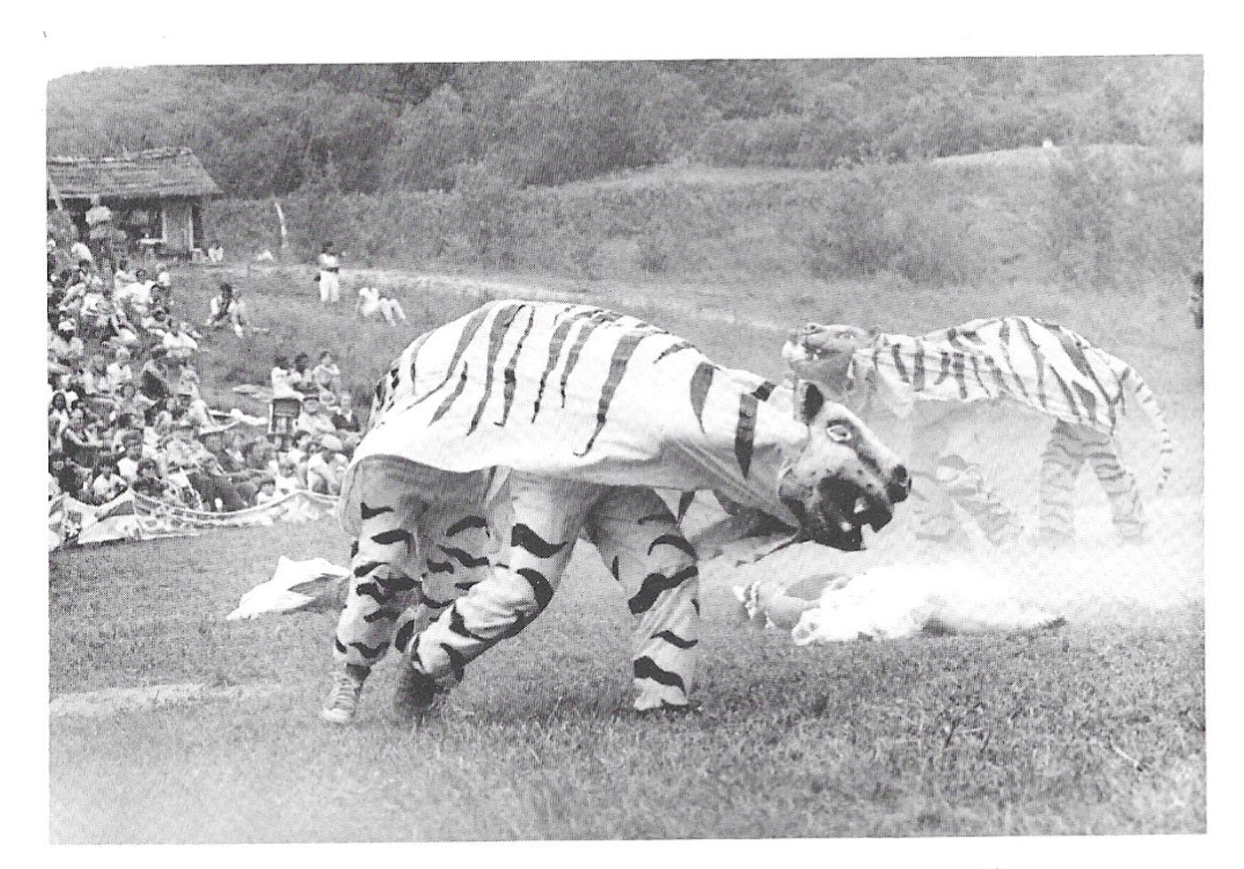 Tiger Postcard