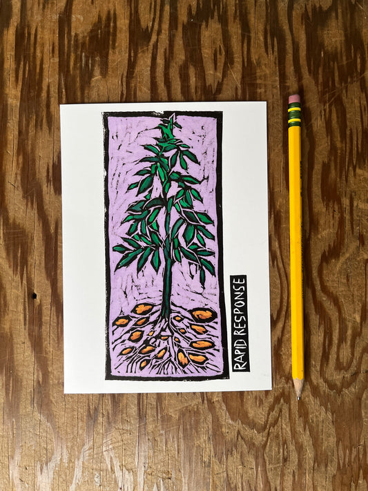 Vegetable Series - Rapid Response Potatoes Postcard
